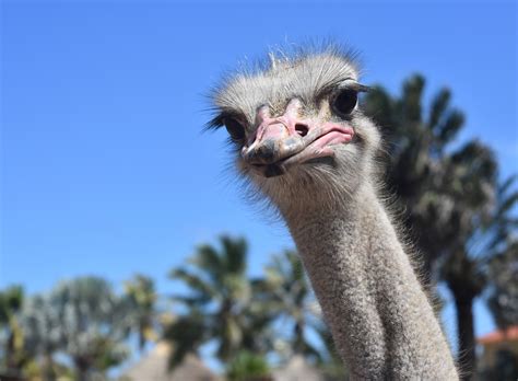 Broma Geología barato animales con plumas que no vuelan Disponible ...