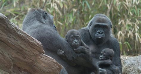 Bronx Zoo unveils 2 adorable baby gorillas   NY Daily News