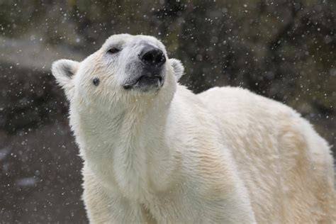 Bronx Zoo’s last polar bear euthanized due to health issues