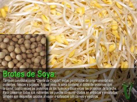 brotes o germinados de soya | Alimentacion saludable, Germinados ...