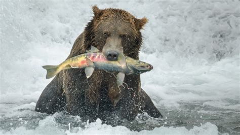 Brown Bear Eating Fish in Water | HD Wallpapers