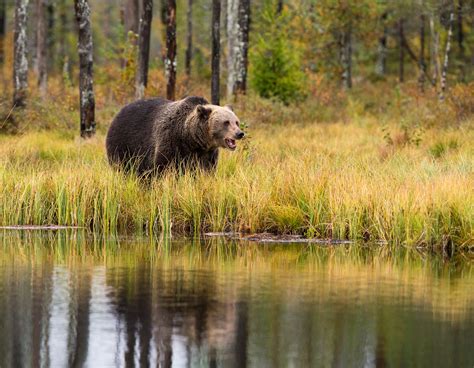 Brown Bear, Finland Photo credit to Zdenek Machacek ...
