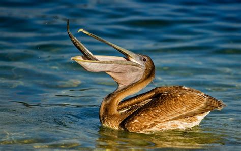 Brown Pelican  Pelecanus occidentalis  | about animals
