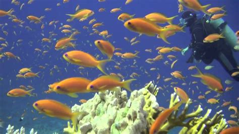 Buceo en el Mar Rojo Norte, Arrecifes, Por Juan Nistal ...
