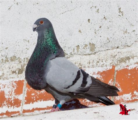 Buchon Jiennense | Pigeon loft, Racing pigeon lofts ...