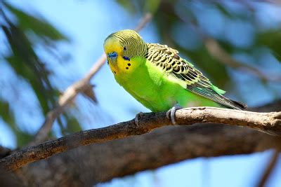 Budgies are Awesome: Migration habits of wild budgerigars