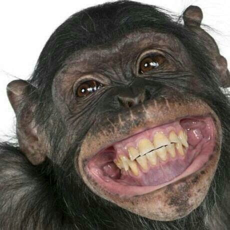 Buena dentadura | Monkeys funny, Monkey pictures, Funny ...