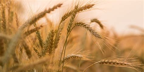 Buenas perspectivas para el cultivo de la cebada en la campaña agrícola ...