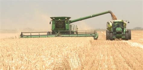 Buenas perspectivas para el cultivo de trigo, que podría crecer hasta ...