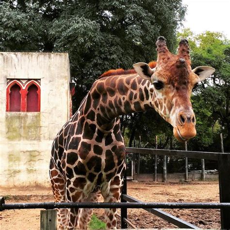 Buenos Aires Zoo Finally Sets All Animals Free After 140 ...
