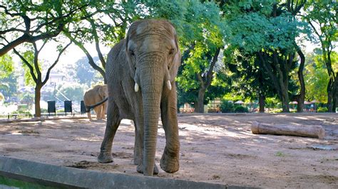 Buenos Aires Zoo in Buenos Aires, | Expedia