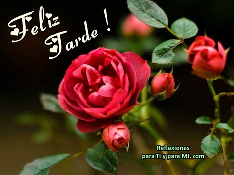 Buenos Deseos para TI y para MÍ: * Feliz Tarde !  Hermoso rosal