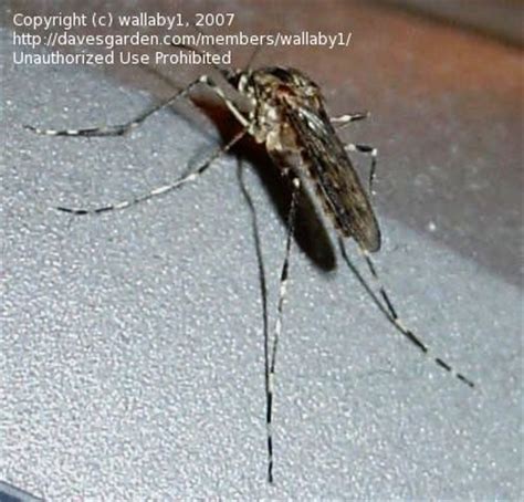 Bug Pictures: Banded Mosquito  Culiseta annulata  by wallaby1