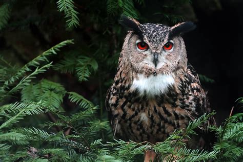 Búho: Características y Curiosidades » Animales Salvajes