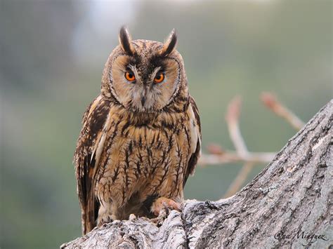 Búho chico | Búho chico, Fauna, Buhos