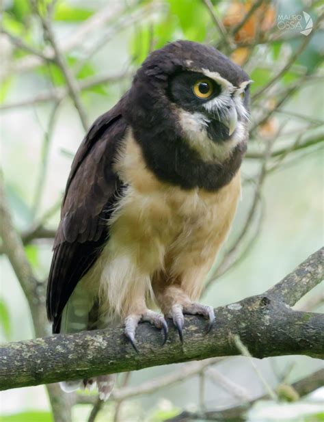 Búho de Anteojos/Spectacled Owl/Pulsatrix perspicillata – Birds ...