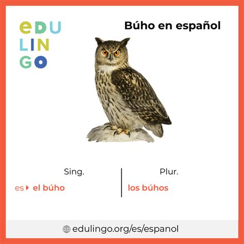 Búho en español • Escritura y pronunciación  con imágenes