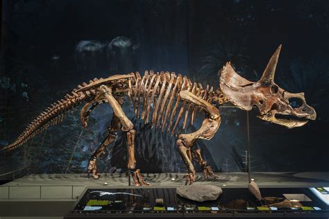 Builder 3D Printers help reconstruct 67 million year old ...