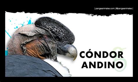 Buitre Cóndor Andino: Características, Qué come y Hábitat... | Pangea