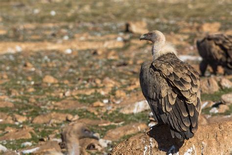 Buitre leonado / Griffon vulture / Gyps fulvus | Animals ...