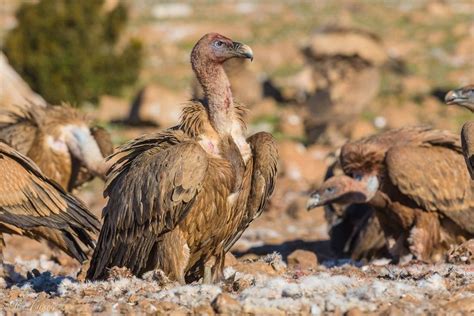 Buitre leonado / Griffon vulture / Gyps fulvus | Buitre ...