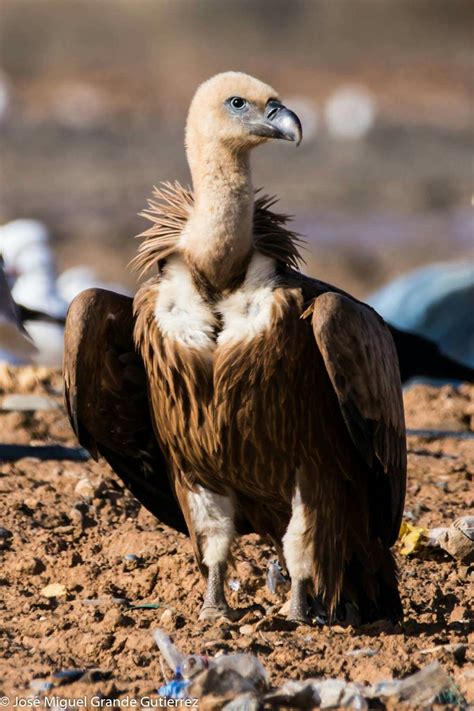 Buitre leonado Gyps fulvus | Buitre leonado, Imágenes, Buitre