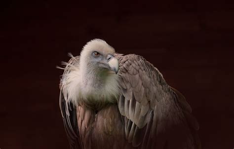 Buitre leonado | Vulture, Nature, Animals