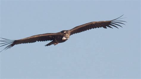 Buitre negro: el ave rapaz más grande de España ...