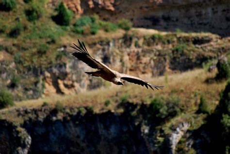 Buitre volando en las Hoces del Duratón | Aves, Buitre, Volar
