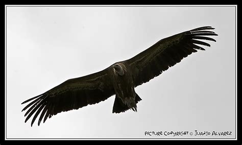 Buitre Volando Vulture flying | Juanjo Alvarez V | Flickr