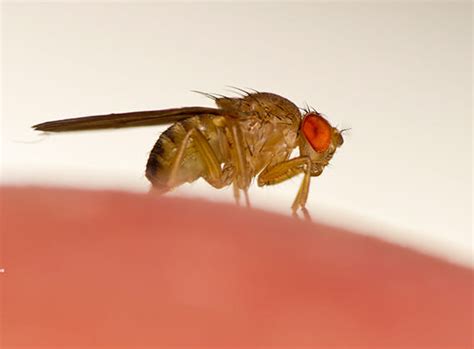 Bundes organisieren Wardian Fall como eliminar las moscas pequeñas de ...