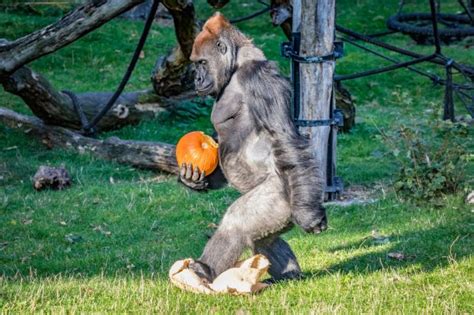 Bunter Herbst im Zoo Leipzig   Tickets für Halloween Spektakel online ...