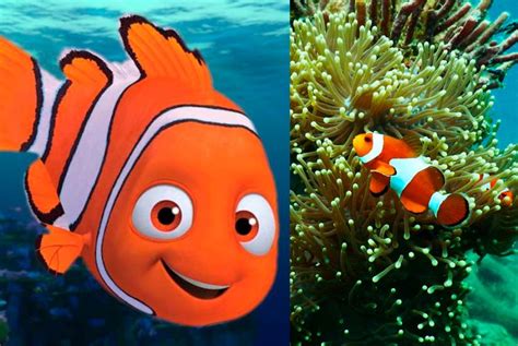 Busca a  Nemo  en este recorrido virtual dedicado al Pez Payaso  ...