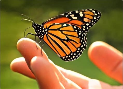 Buscan crear cultura de cuidado a mariposa monarca   Grupo ...