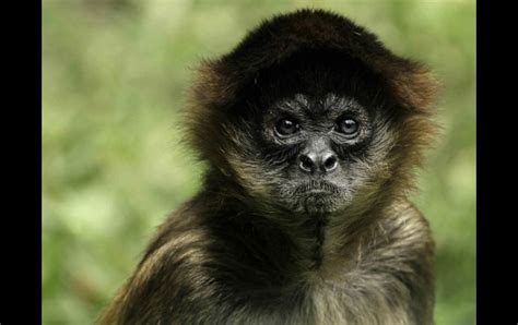 Buscan proteger primates mexicanos en peligro de extinción ...