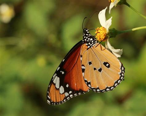 Butterflies of Vietnam: 230. Danaus chrysippus chrysippus ...