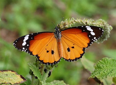 Butterfly Photos could Help you Win!   India s Endangered