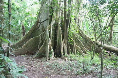 Buttress roots of an Amazon rainforest tree