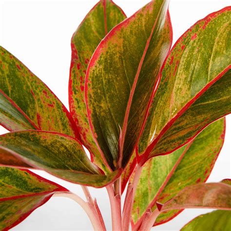 Buy 13   Aglaonema Lipstick Plants Online | eplants | Display Ready Plants