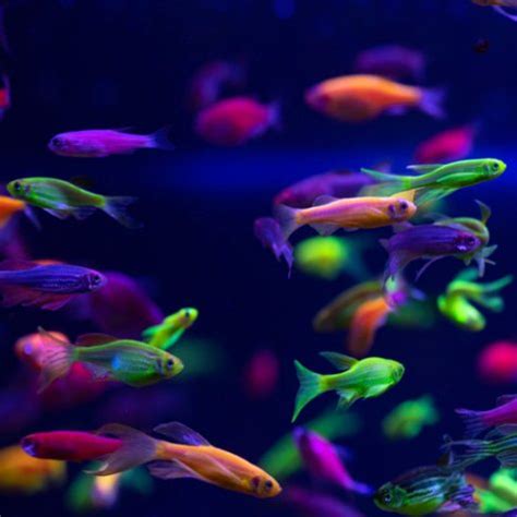 Buy Colorful Tropical Fish Online & Exotic Freshwater Fish ...