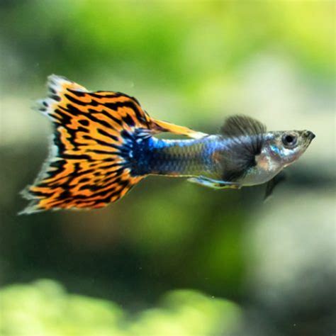 Buy Colorful Tropical Fish Online & Exotic Freshwater Fish ...