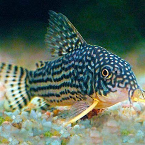 Buy Colorful Tropical Fish Online & Exotic Freshwater Fish ...