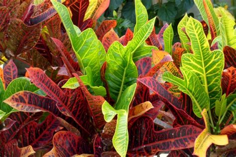 Buy Croton Bangkok Sunrise Plant   Codiaeum variegatum