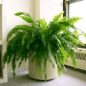 Buy ferns online at Nursery Live | Largest plant nursery ...