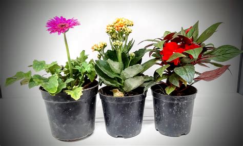 Buy Flowering Plants Online   Flowering Plants Gift