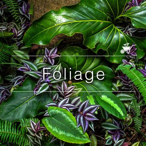 Buy Foliage ornamental Plants Online At Best Prices in India – myBageecha