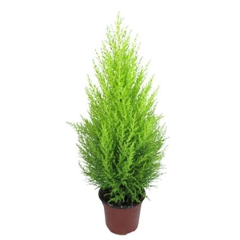 Buy Golden Cypress plant online at cheap price on ...