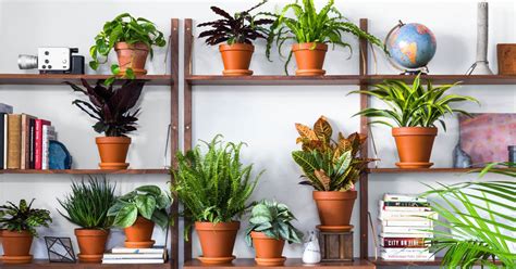 Buy indoor plants online at these stores   Curbed