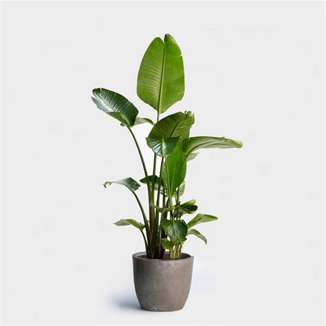 Buy indoor plants online at these stores   Curbed