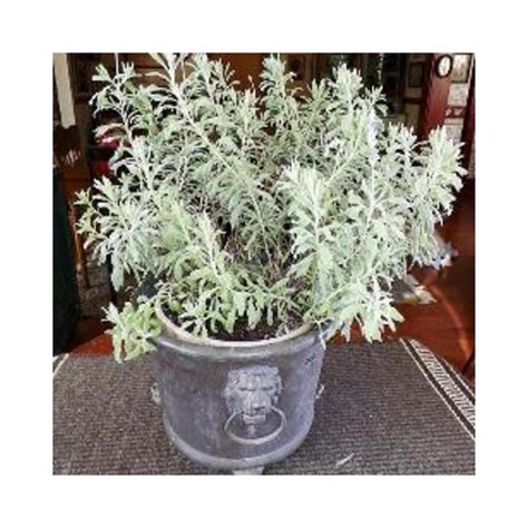 Buy Lavender Plant Online at lowest price